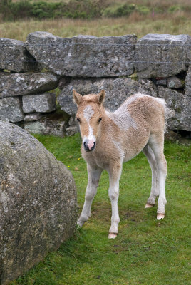 Dartmoor Pony Foal