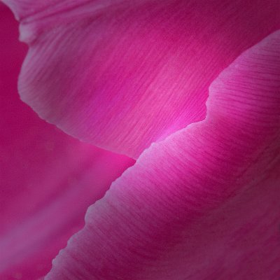 Luminous Tulip