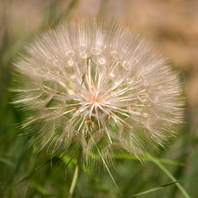 Seedhead