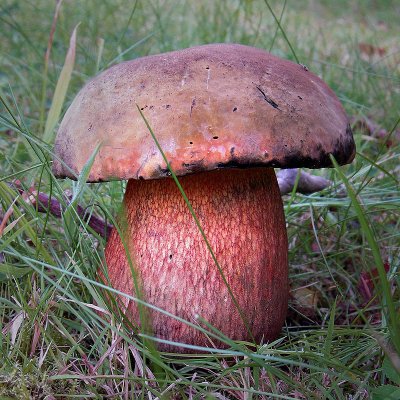 Boletus Luridus.jpg