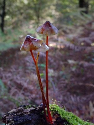 Delicate Fairy Caps