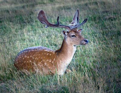 Fallow  Deer