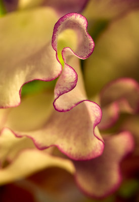 Sweet Pea Abstract