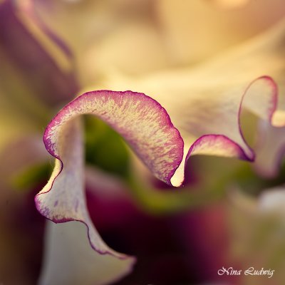 Sweet Pea Abstract No 2