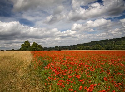 A Field of Poppies