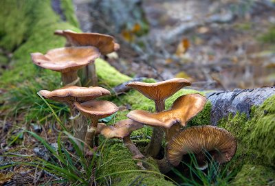 Fungi on Mossy Stump