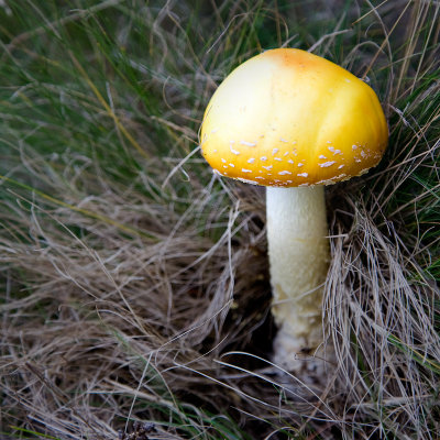 Yellow Fly Agaric