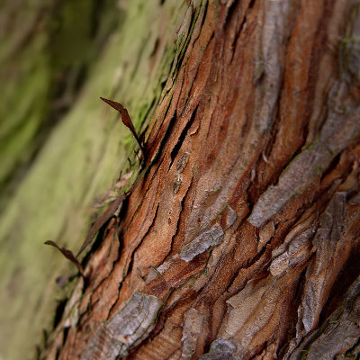 Peeling Bark