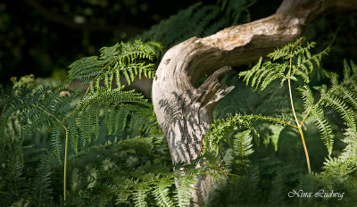 Forest Floor