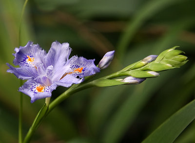 Miniature iris