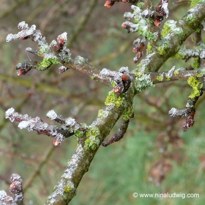 Frost and Lichen