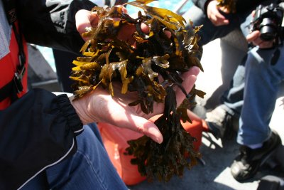 Completely edible to fauna and home to mussels.