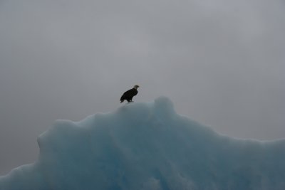Eagle on an iceberg ...