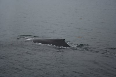 My first humpback whale, close up.