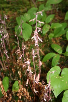 Tiny orchids with flowers about one-half inch long.