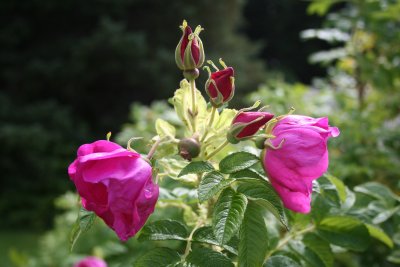 Sitka Roses are amazingly fragrant.