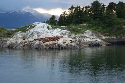 Seals reclining. The noise was amazing!