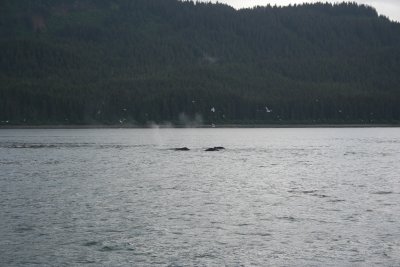 Point Fredrick - a pod of orcas.