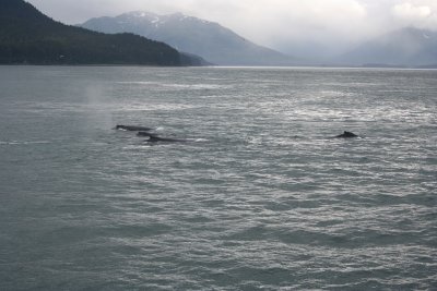Point Fredrick - they stayed with us for quite a while, but never got too close.