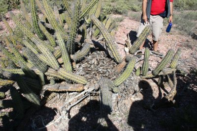 12-23 Pack Rat's nest in the middle of the cactus