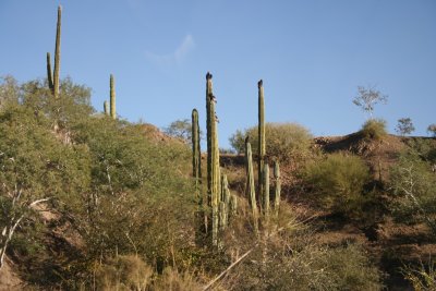 12-26 The cactus are Cardons - with birds perched on the tops