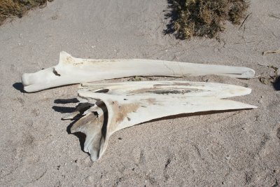 12-27 Whale jawbones on the beach (about 28 inches long)