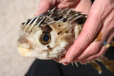 12-27 Another puffer fish - this was was floating, dead, but not yet dried out