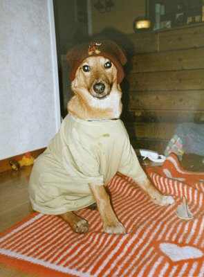 glli4.jpg