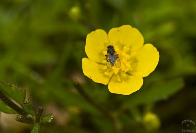 blomfluga2.jpg