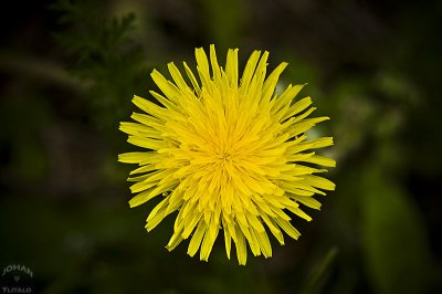 blomma3.jpg
