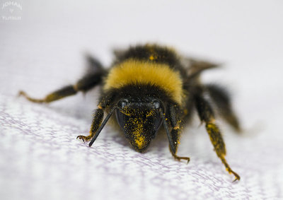 bee.jpg