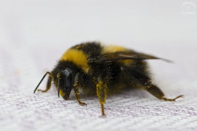 bee2.jpg