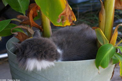 September 28th, 2008 - Cat in potted plant - 19919.jpg