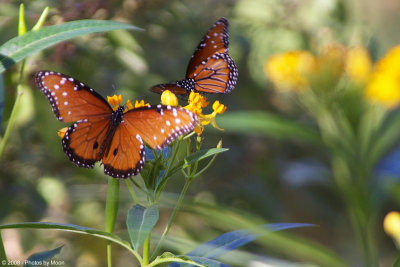 Butterflies - 20143.jpg