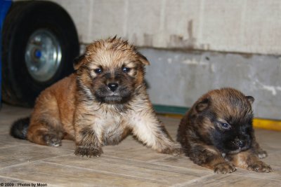 August 4th, 2009 - Yard Puppies - 4520.jpg
