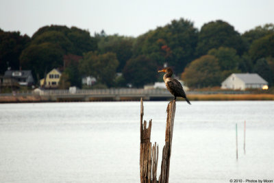 Bird on Post - 0143.jpg