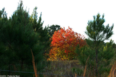 November 9th, 2010 - Red Tree Amongst the Greens - 0392