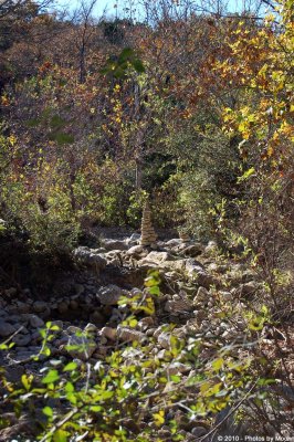 Barton Creek Greenbelt - 0614.jpg