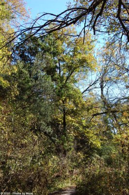 Barton Creek Greenbelt - 0656.jpg