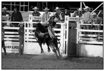 Bull Riding - Prescott Arizona