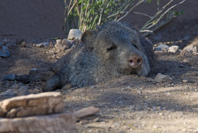 Javelina (or Collared Peccary)
