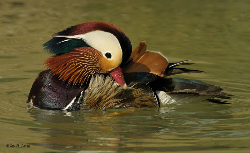 Mandarin Duck (Male)