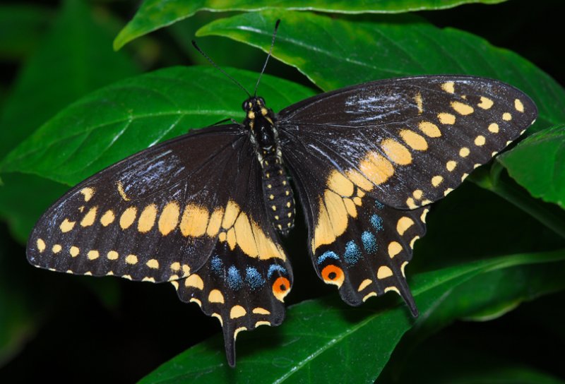 Black Swallowtail (male)