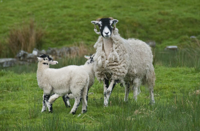 Mother Sheep And Lambs
