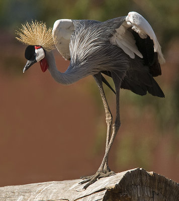 Grey Crowned Crane