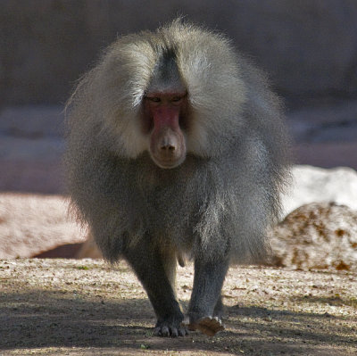 Three Images Of A Male Hamadryas Baboon