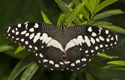 Christmas Butterfly (or Citrus Swallowtail or Orange Dog)