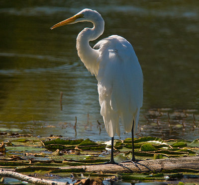 Great Egret (Two Images)