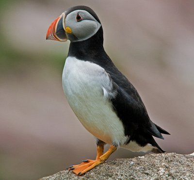 Atlantic Puffin #3 