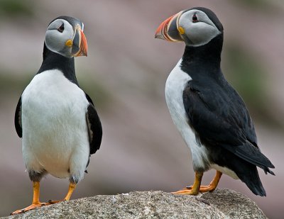 Atlantic Puffins #4